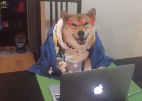 柴犬在家裹著被子看劇，還笑得甜滋滋的，好享受！