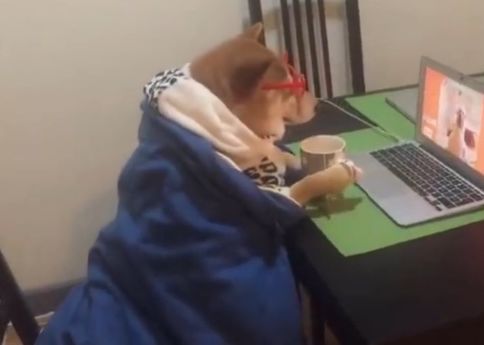 柴犬在家裹著被子看劇，還笑得甜滋滋的，好享受！