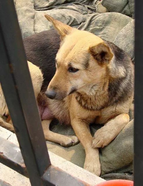 懷孕狗狗挺著肚子走5公裡找到主人，卻被拒之門外，最後在寒風裡生下了寶寶…… 