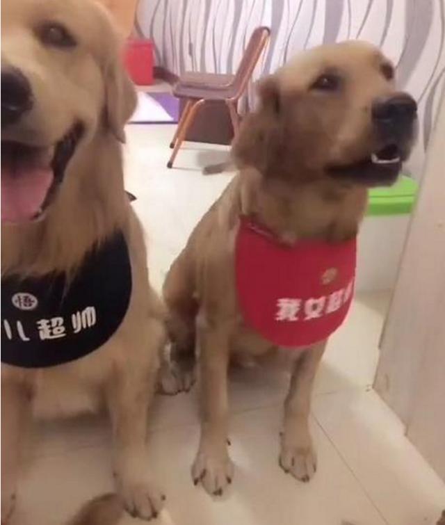 男子說把小金毛拿去賣掉，金毛夫妻聽見後，立馬跟主人急眼！