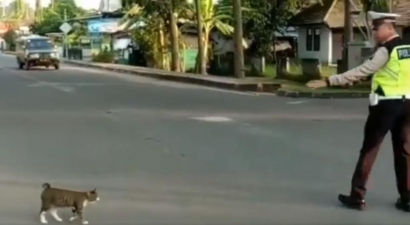 皇上要過馬路了！交警毫不猶豫上前「指揮車輛讓路」...畫面曝光網贊：太帥氣了！
