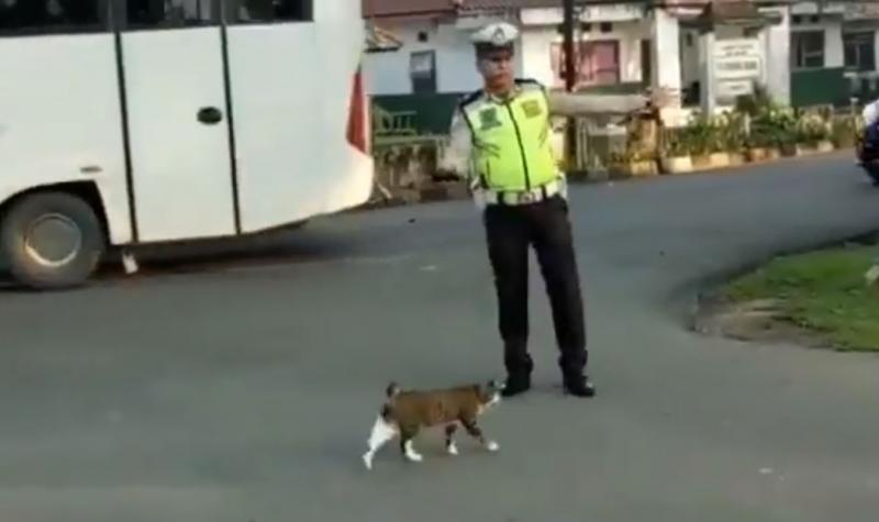 皇上要過馬路了！交警毫不猶豫上前「指揮車輛讓路」...畫面曝光網贊：太帥氣了！