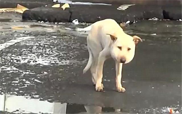 狗狗頭腫得像饅頭，救下來一看氣得想罵人