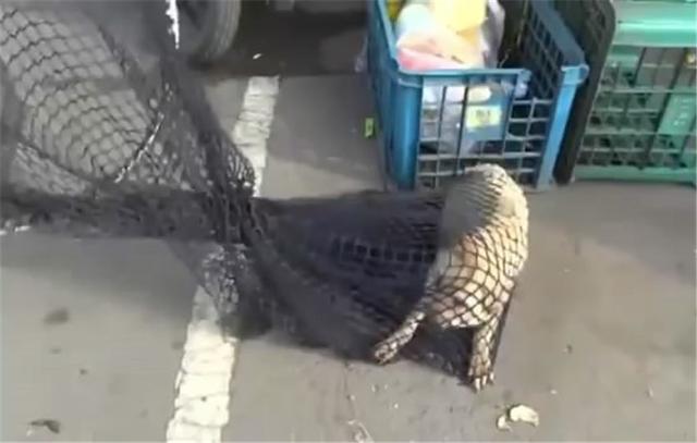 狗狗頭腫得像饅頭，救下來一看氣得想罵人