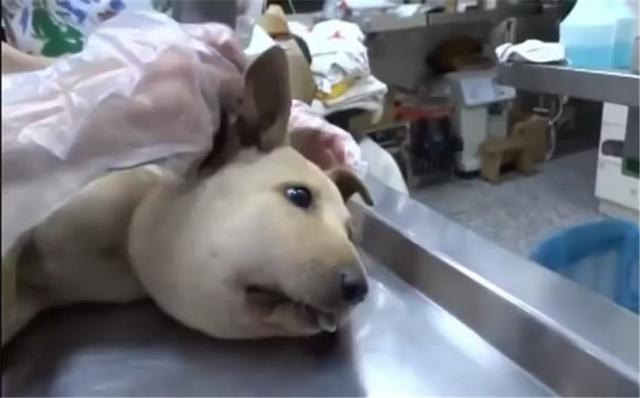 狗狗頭腫得像饅頭，救下來一看氣得想罵人