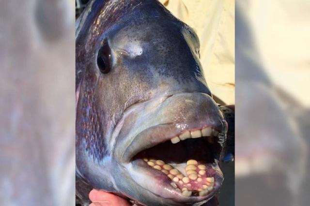 專家公布了一張長滿人類牙齒的「怪魚」，引髮網友熱議