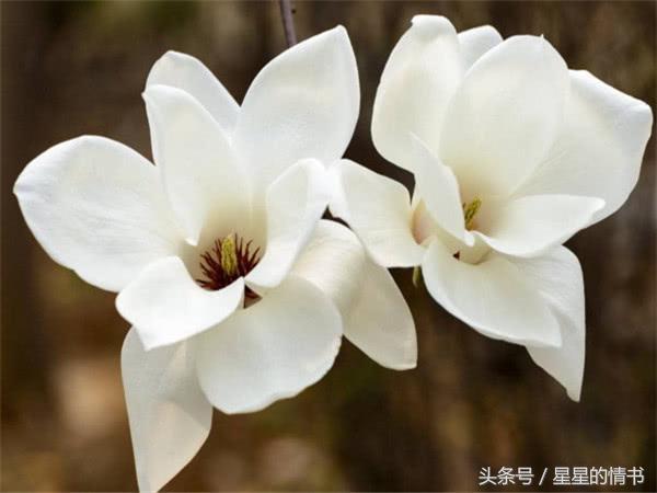 喜事一件接一件，財運一波接一波！3大生肖12號後有喜有財！ 