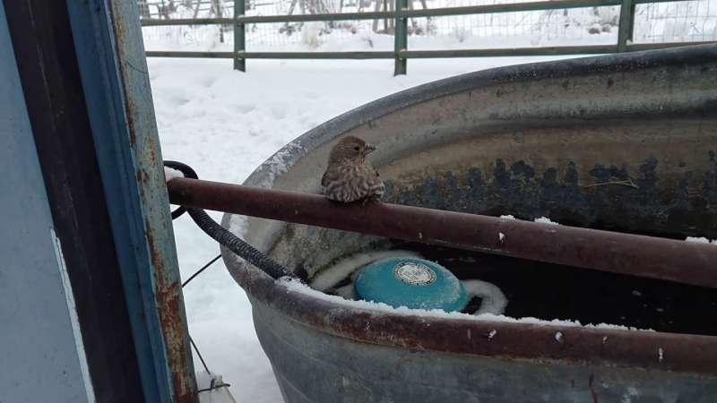 小鳥雙腳凍結無法飛走「立馬就抓住牠」　接著就看到冰雪中最暖心的畫面 