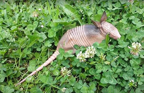 她在家中後院澆水時發現一隻小動物　外形怪異疑似「史前生物」 