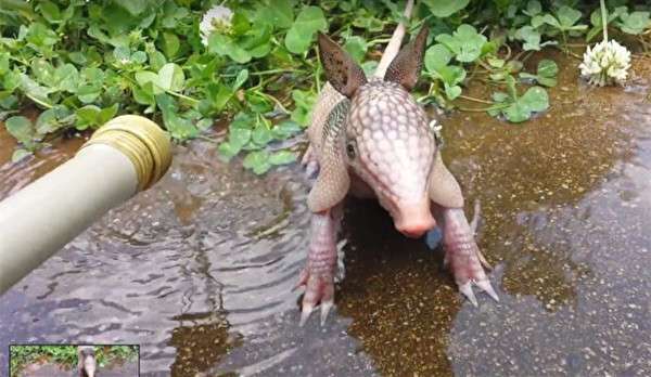 她在家中後院澆水時發現一隻小動物　外形怪異疑似「史前生物」 