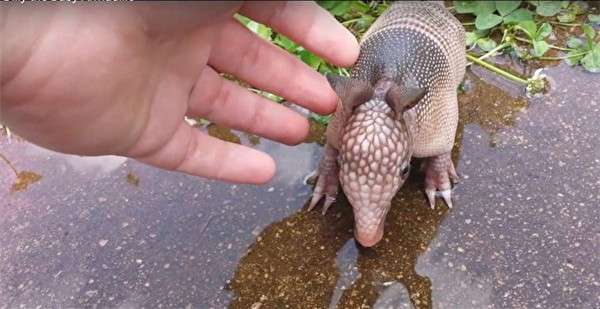 她在家中後院澆水時發現一隻小動物　外形怪異疑似「史前生物」 