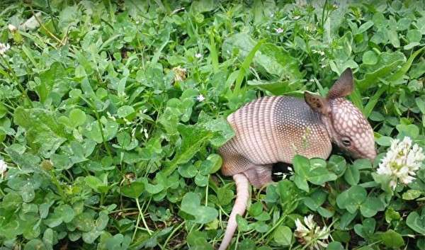 她在家中後院澆水時發現一隻小動物　外形怪異疑似「史前生物」 