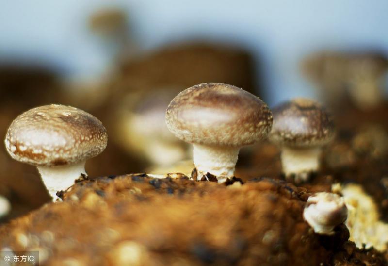 心理測試：那種香菇是不能吃的！測你5-6月是走桃花旺還是財運旺 