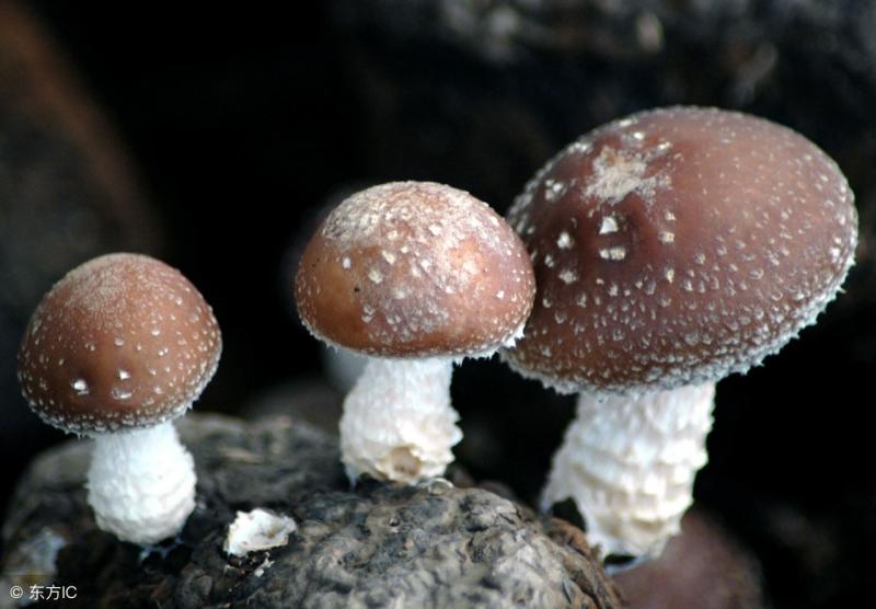 心理測試：那種香菇是不能吃的！測你5-6月是走桃花旺還是財運旺 