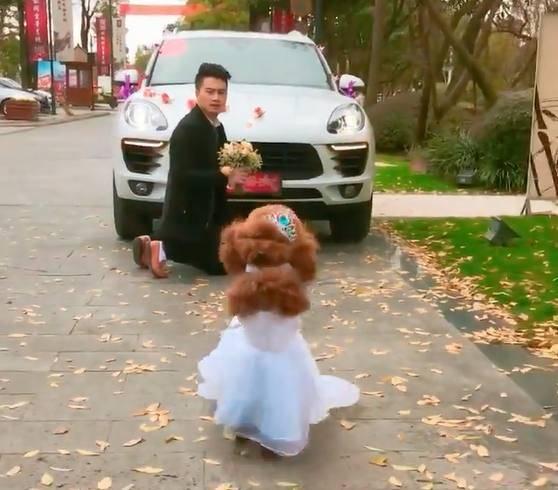 男子讓泰迪幫自己向女友求婚，結果泰迪的表現讓人笑噴！