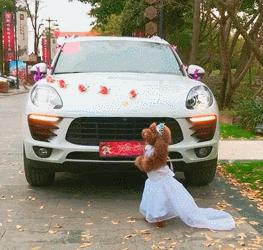 男子讓泰迪幫自己向女友求婚，結果泰迪的表現讓人笑噴！