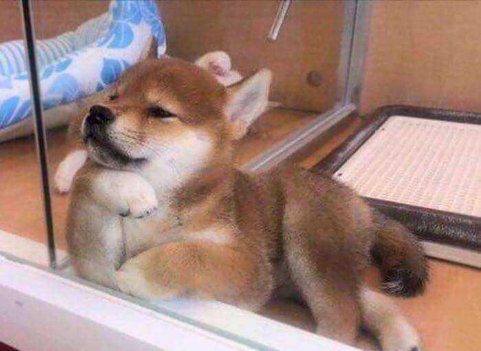 30張證明「柴犬就是一種搞笑生物」的激萌照片 