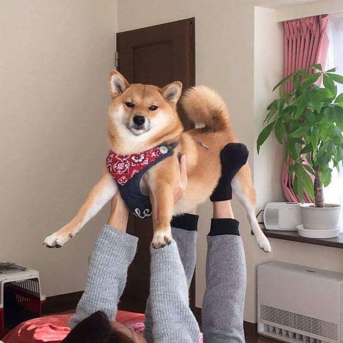 30張證明「柴犬就是一種搞笑生物」的激萌照片 