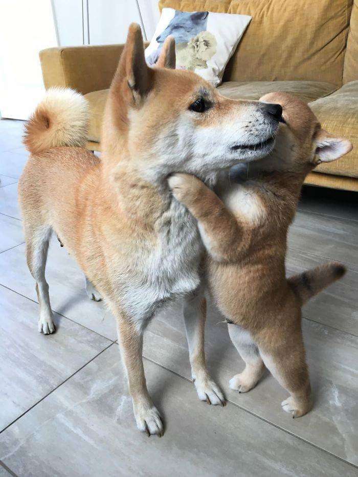30張證明「柴犬就是一種搞笑生物」的激萌照片 
