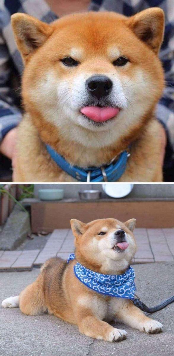 30張證明「柴犬就是一種搞笑生物」的激萌照片 
