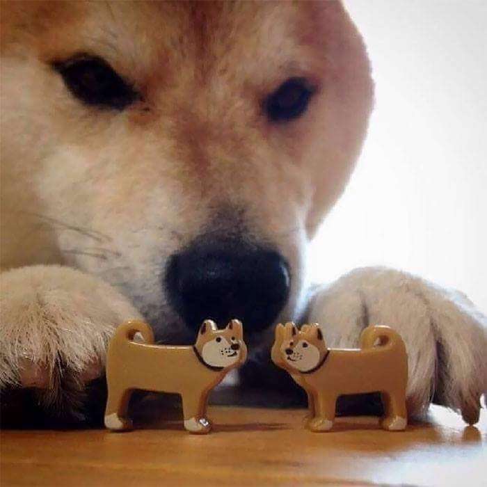 30張證明「柴犬就是一種搞笑生物」的激萌照片 