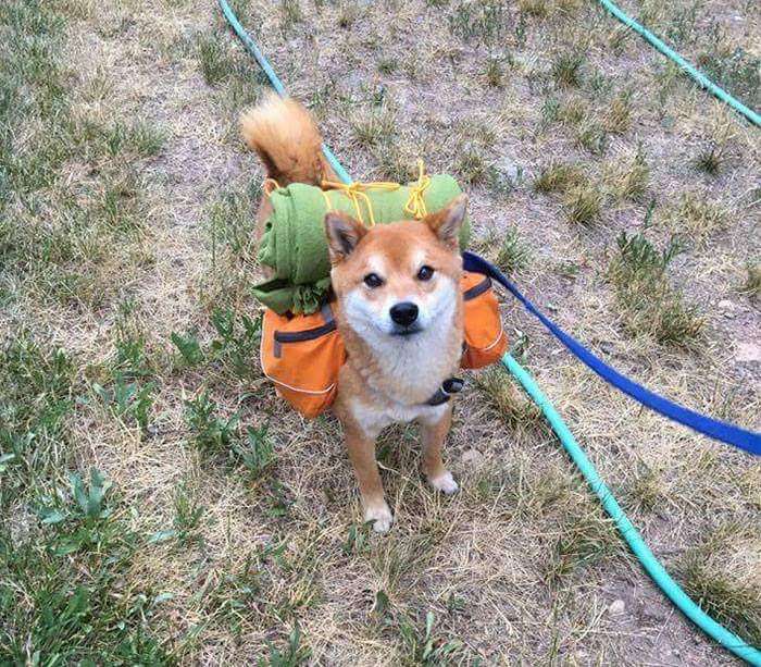 30張證明「柴犬就是一種搞笑生物」的激萌照片 