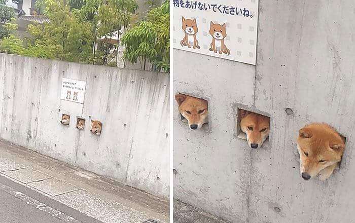 30張證明「柴犬就是一種搞笑生物」的激萌照片 