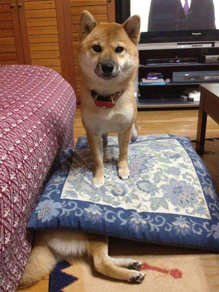 30張證明「柴犬就是一種搞笑生物」的激萌照片 