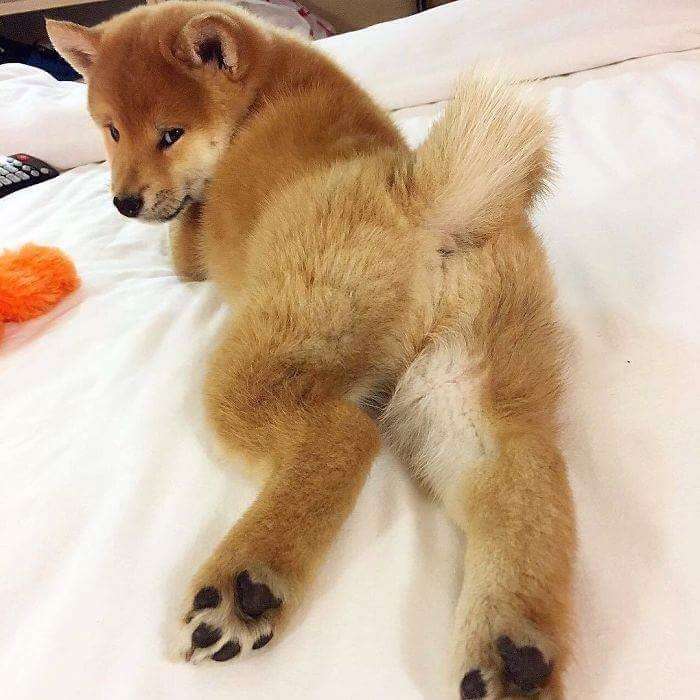 30張證明「柴犬就是一種搞笑生物」的激萌照片 