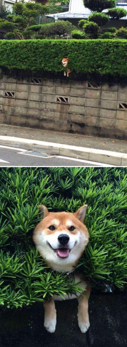 30張證明「柴犬就是一種搞笑生物」的激萌照片 