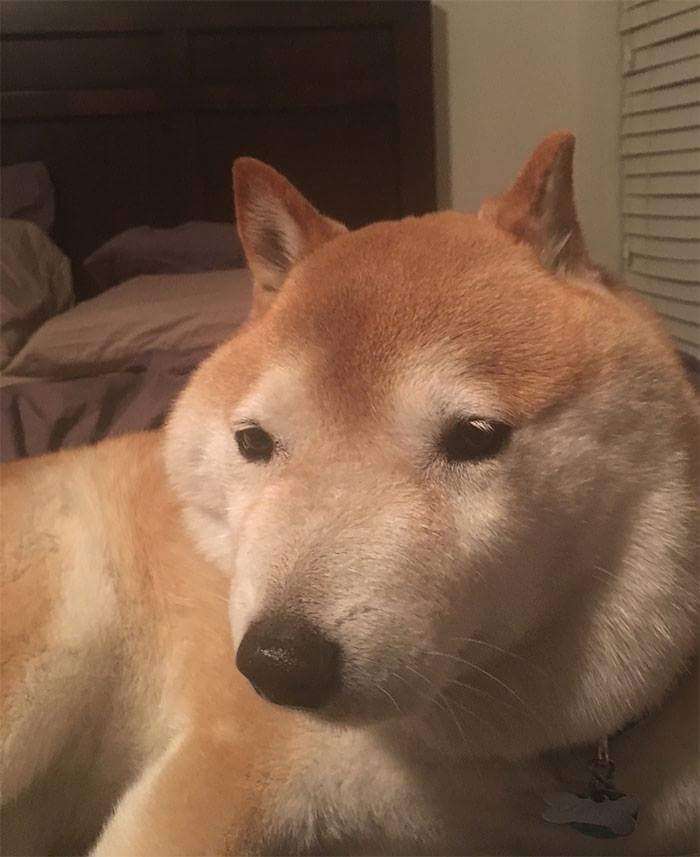 30張證明「柴犬就是一種搞笑生物」的激萌照片 