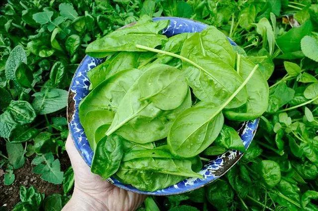 常吃這道菜，讓你不長皺紋，連色斑都少了！ 