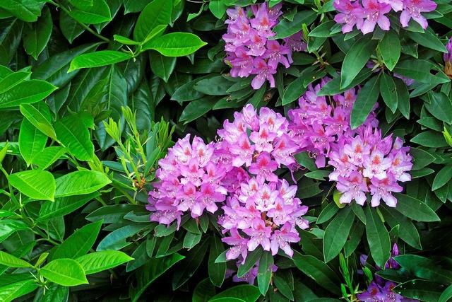 杜鵑花在家裡可以種嗎？家裡養杜鵑花要少澆水，通常一周左右澆水一次