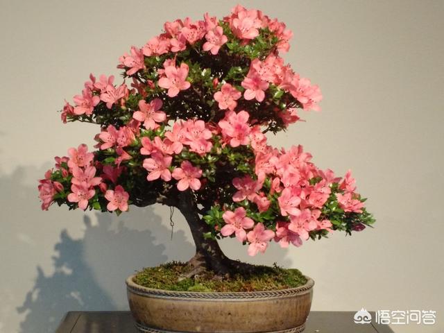 杜鵑花在家裡可以種嗎？家裡養杜鵑花要少澆水，通常一周左右澆水一次