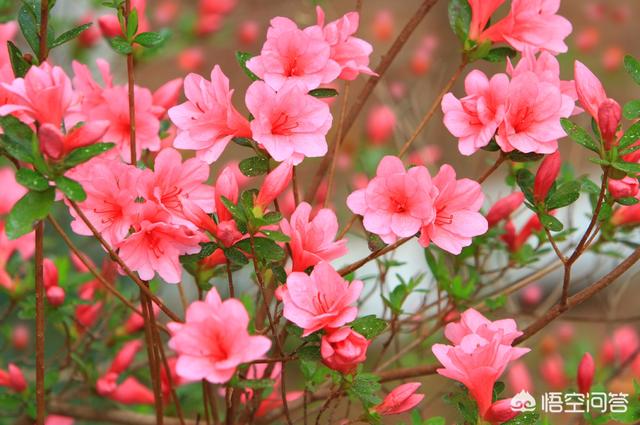 杜鵑花在家裡可以種嗎？家裡養杜鵑花要少澆水，通常一周左右澆水一次