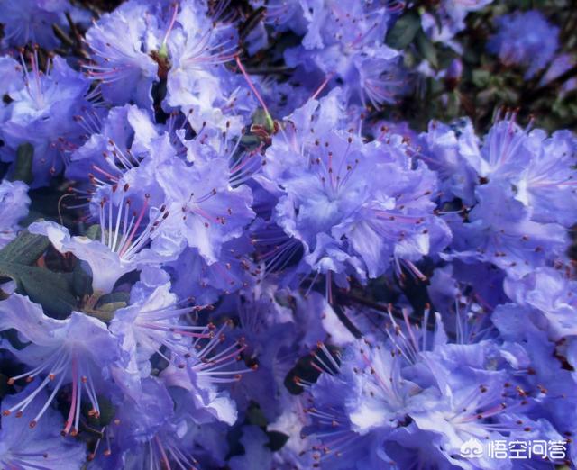 杜鵑花在家裡可以種嗎？家裡養杜鵑花要少澆水，通常一周左右澆水一次