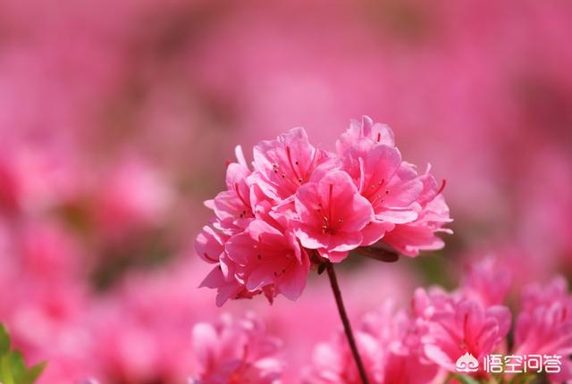 杜鵑花在家裡可以種嗎？家裡養杜鵑花要少澆水，通常一周左右澆水一次
