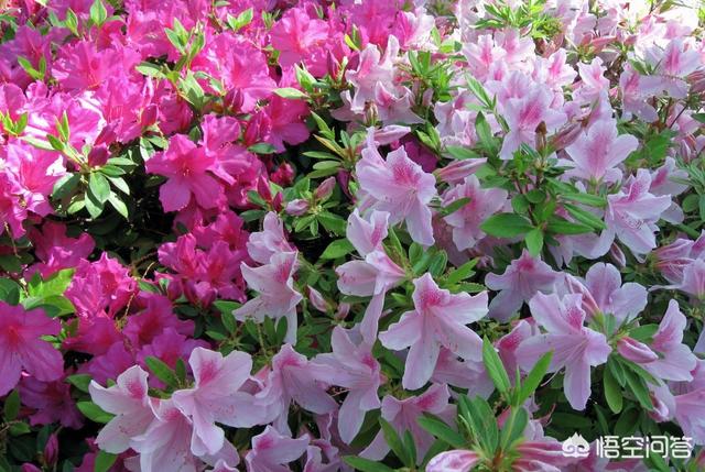 杜鵑花在家裡可以種嗎？家裡養杜鵑花要少澆水，通常一周左右澆水一次