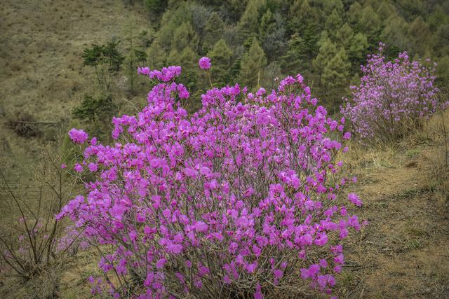 杜鵑花在家裡可以種嗎？家裡養杜鵑花要少澆水，通常一周左右澆水一次