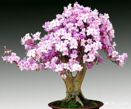 杜鵑花在家裡可以種嗎？家裡養杜鵑花要少澆水，通常一周左右澆水一次