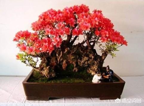 杜鵑花在家裡可以種嗎？家裡養杜鵑花要少澆水，通常一周左右澆水一次