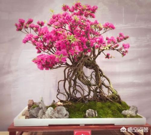 杜鵑花在家裡可以種嗎？家裡養杜鵑花要少澆水，通常一周左右澆水一次