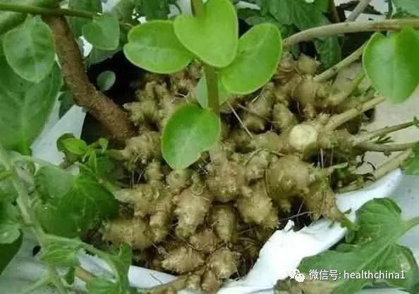 肝臟不好，常吃這幾種鹼性食材