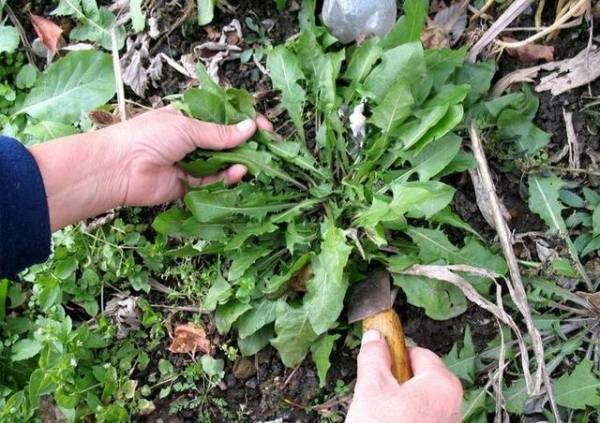 被「皮蛇」繞一圈，你就可能沒救了？！只要跟著奶奶「泡這一杯茶」，立馬就能減輕疼痛！ 