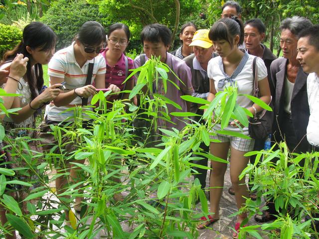 這種草是植物舞蹈家，音樂一響它就跳！可趣味盆栽，現已瀕臨絕跡