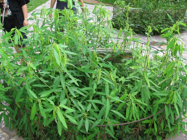 這種草是植物舞蹈家，音樂一響它就跳！可趣味盆栽，現已瀕臨絕跡