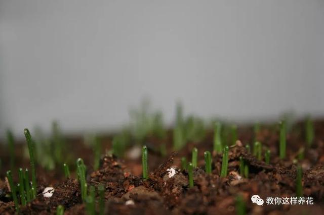 陽台種韭菜，學會這1個小竅門，長得太快了！一年最多能割10茬！ 