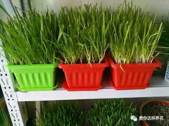 陽台種韭菜，學會這1個小竅門，長得太快了！一年最多能割10茬！ 