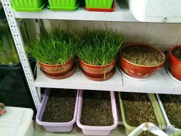 陽台種韭菜，學會這1個小竅門，長得太快了！一年最多能割10茬！ 