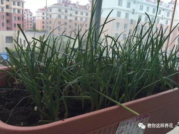 陽台種韭菜，學會這1個小竅門，長得太快了！一年最多能割10茬！ 